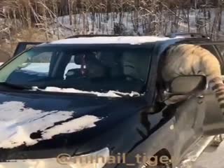 Какой крупный котёнок...