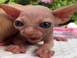 Моя прелесть...