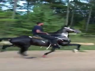 Каков красавец!