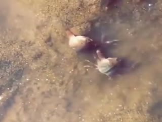 Настоящий друг