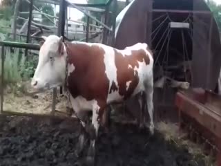 Музыкальный бык