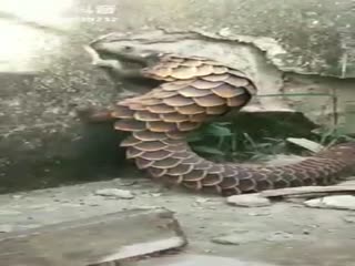 Живой перфоратор