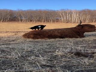 Весёлая ферма