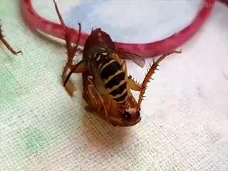 Жестокая схватка осы и таракана