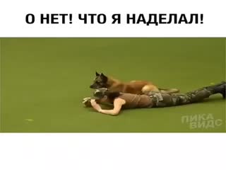 Собака делает искуственное дыхание