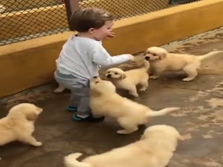 Жестокое нападение стаи собак на ребёнка