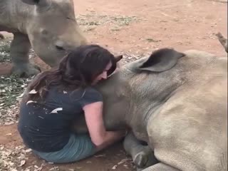 Эти ласковые носороги