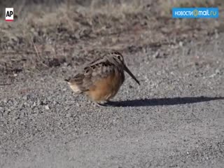 Король танцпола