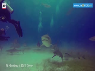 Дайвер спас коллегу