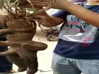 Это просто корень