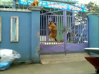 На свободу...