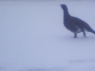 Бесстрашный глухарь на рыбалке