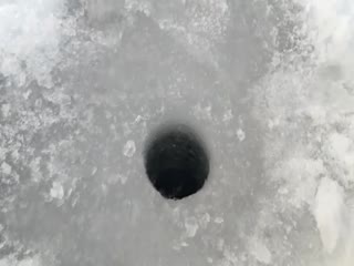 Чудо-зверь из проруби