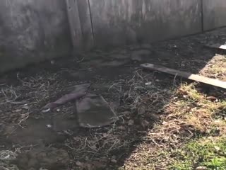 Змеиное царство