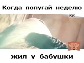 Правильный  попугай