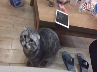 С таким котом и сирена не нужна!