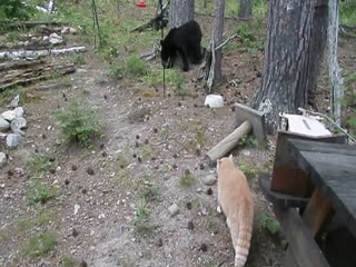 Кот против медведя