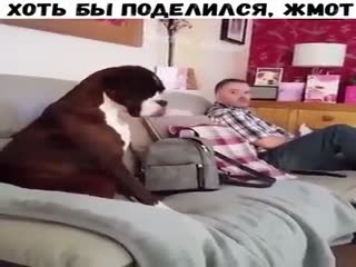 Тактичный пёс