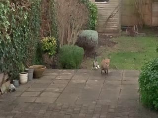 Кошка и лиса играют в саду