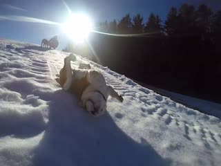 Бульдог катается с горки