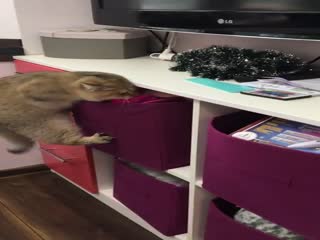 Настойчивый кот рассмешил своих хозяев, попытавшись достать любимую игрушку