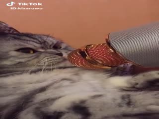 Когда хозяин — идиот