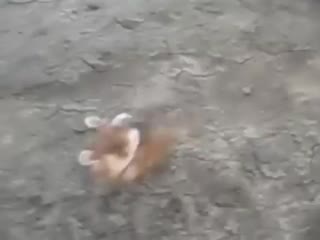 Маленькая злобная сволочь