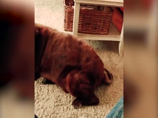 Собакен напукал