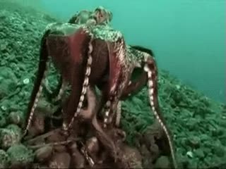 Умный осьминог