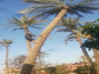 Неудачная попытка спилить пальму