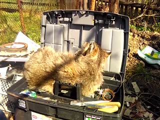 Кот балдеет в ящике для инструментов