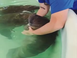 Кормление неведомой зверюги