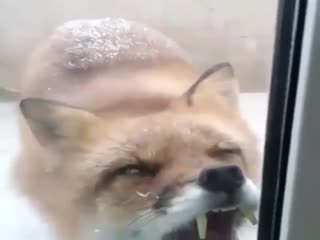 Бешеная лиса.