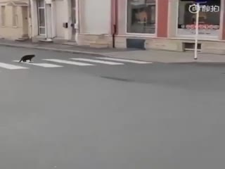 Кот против крысы