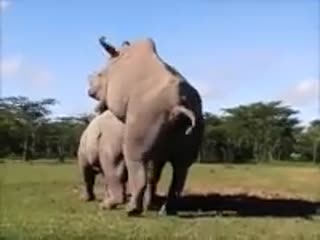 Вот поэтому носороги вымирают