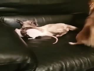 Веселая семейка