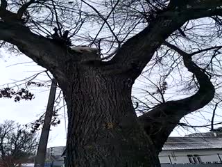 Спасение котенка