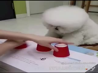 Внимательный пушистик