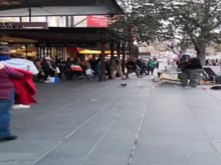 Голубь-меломан стал звездой интернета