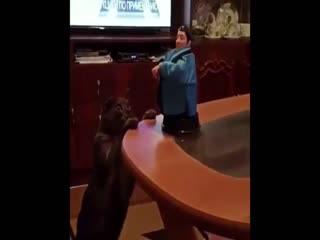 Игровой кот