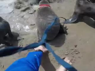 Хорошие дядьки