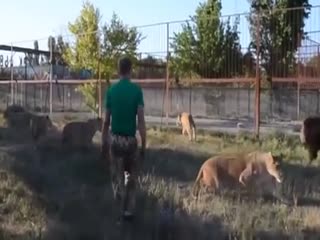 Повелитель львов