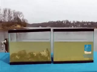 Посмотрите, как устрицы очищают воду