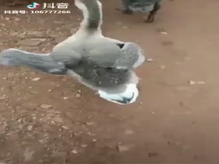 А я иду такая вся...