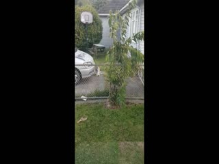 Вороватого кота поймали с поличным