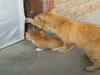 Добрая мама открыла котёнку дверь
