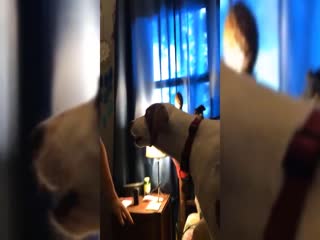 Удивлённый пёс