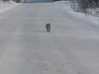 Рысь вышла посмотреть на человека