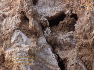 Гадюка демонстрирует чудеса маскировки, притворяясь пауком