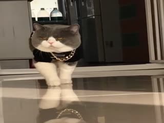 Какой брутальный кот!